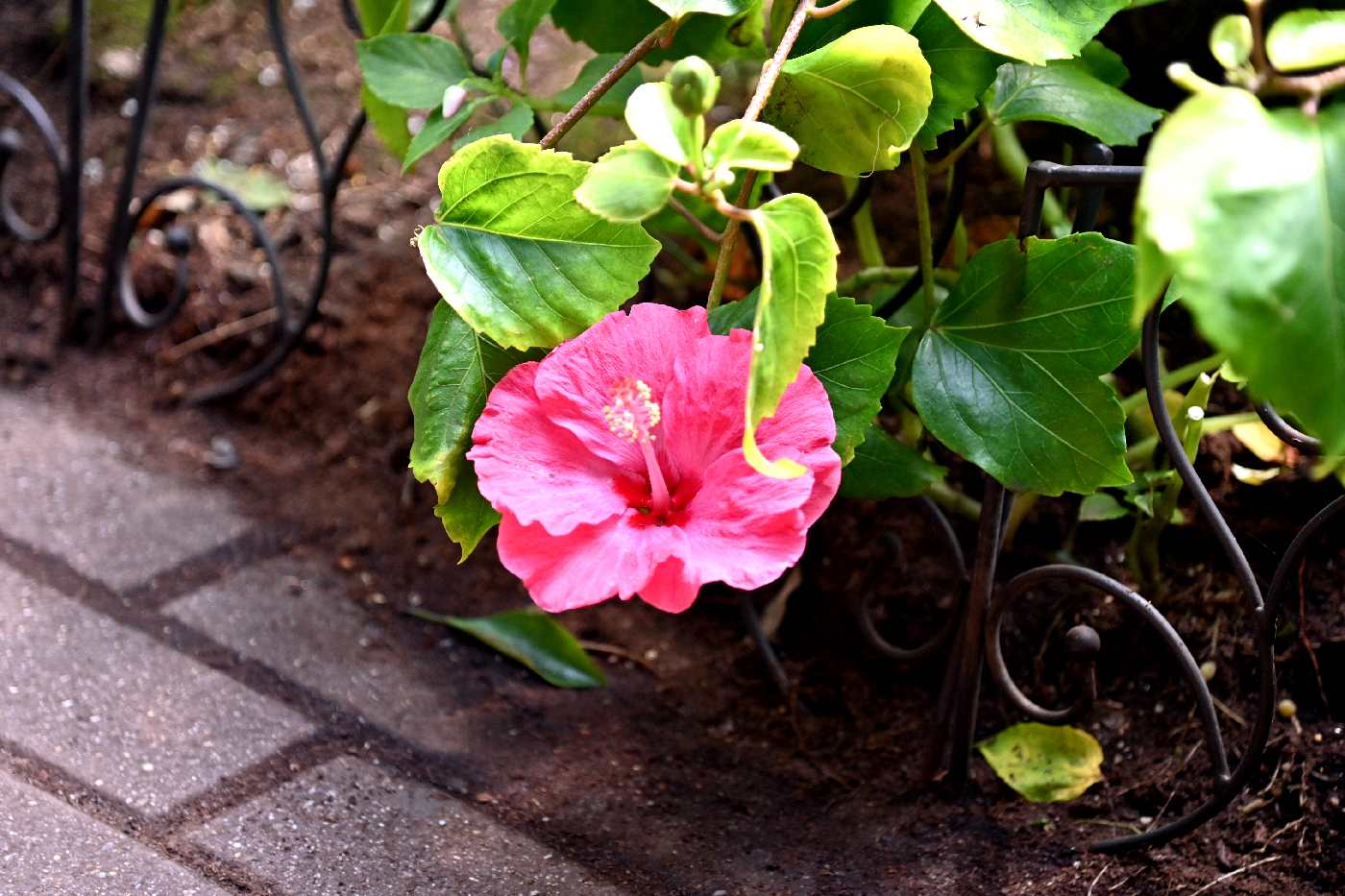 Hibiscus macro