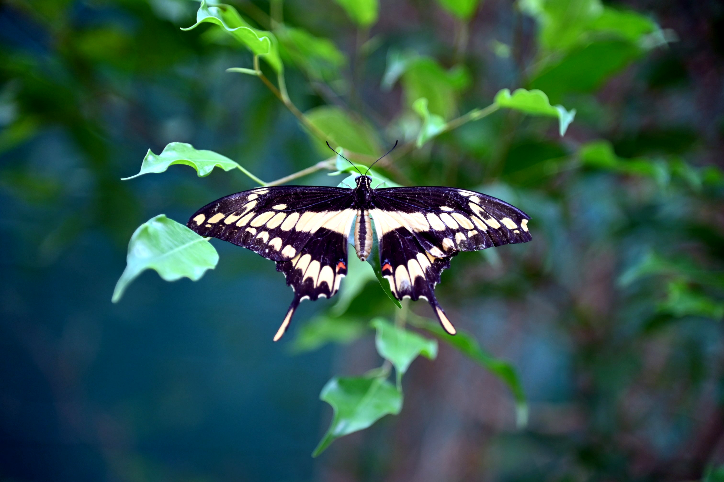 A closeup of the butterfly being photographed in the Gallery banner image