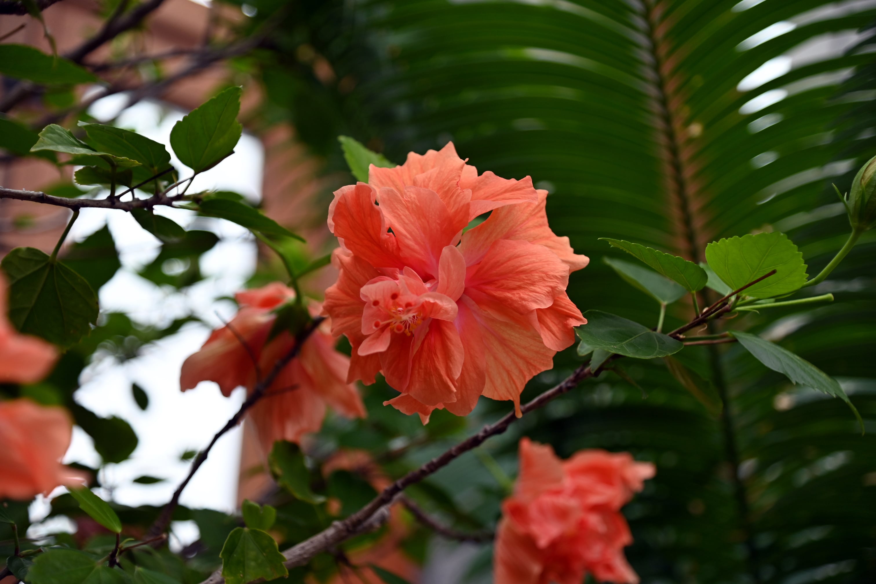 Peach hibiscus macro