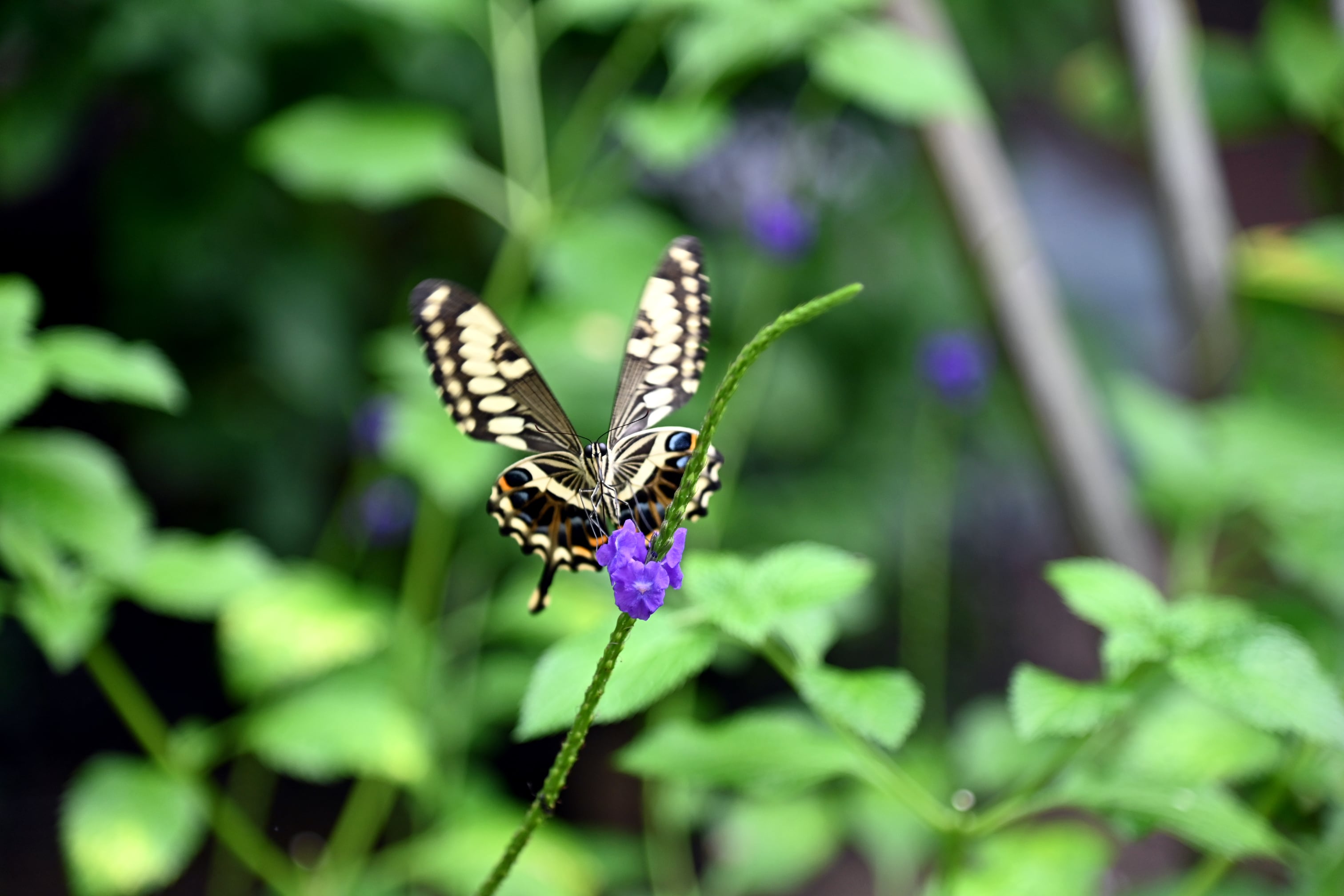 Butterfly action macro