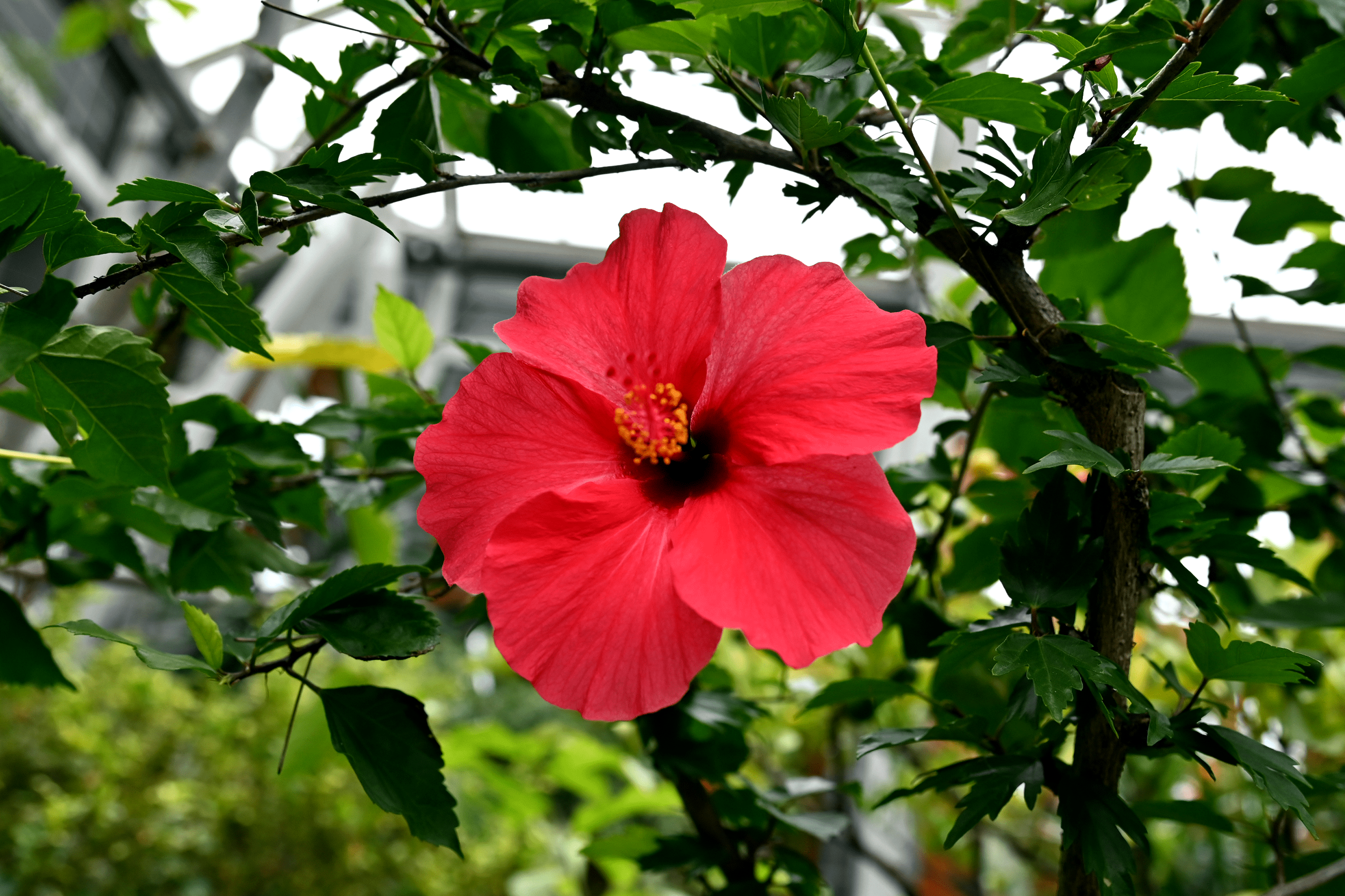 Red hibiscus macro