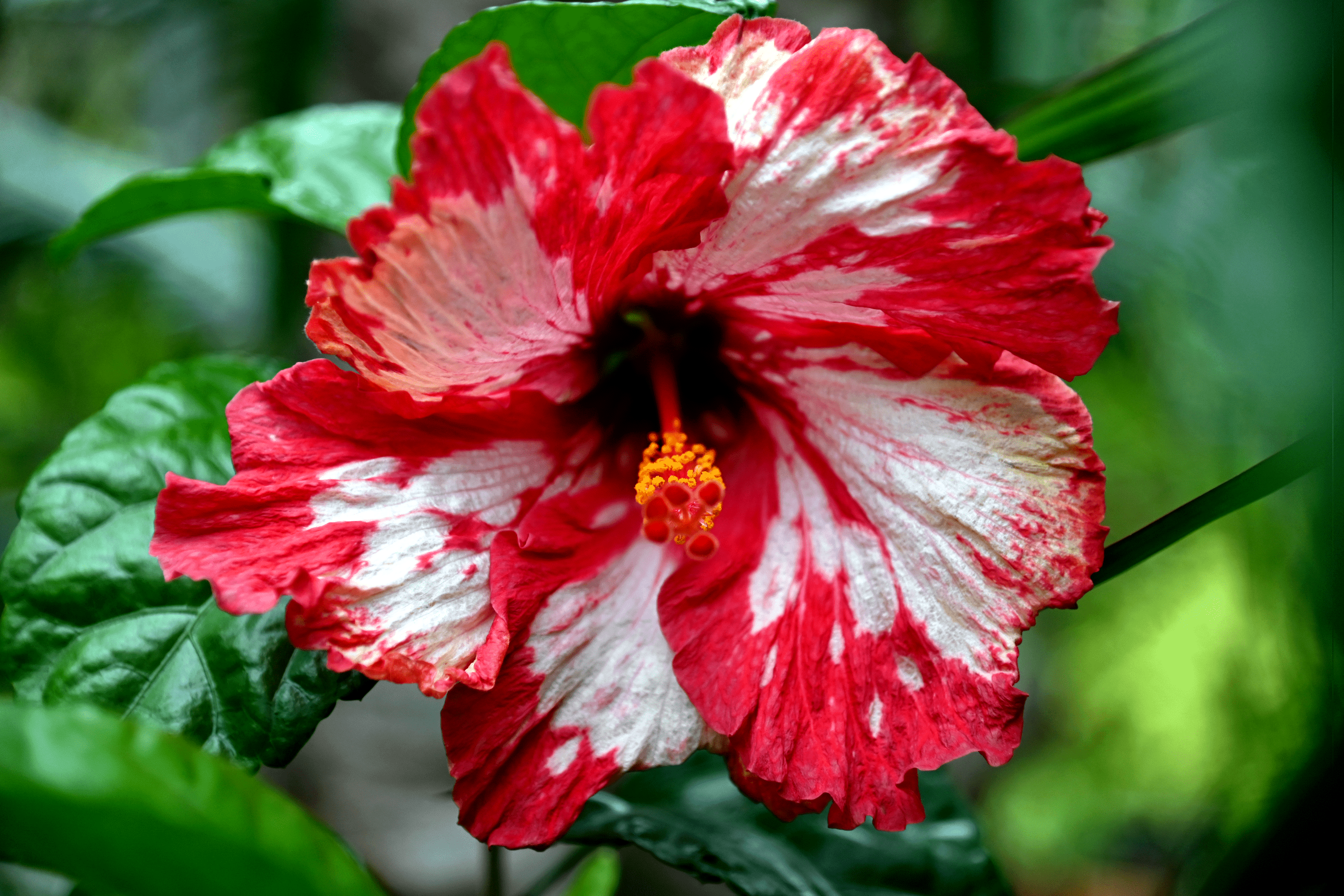 Red white hibiscus macro