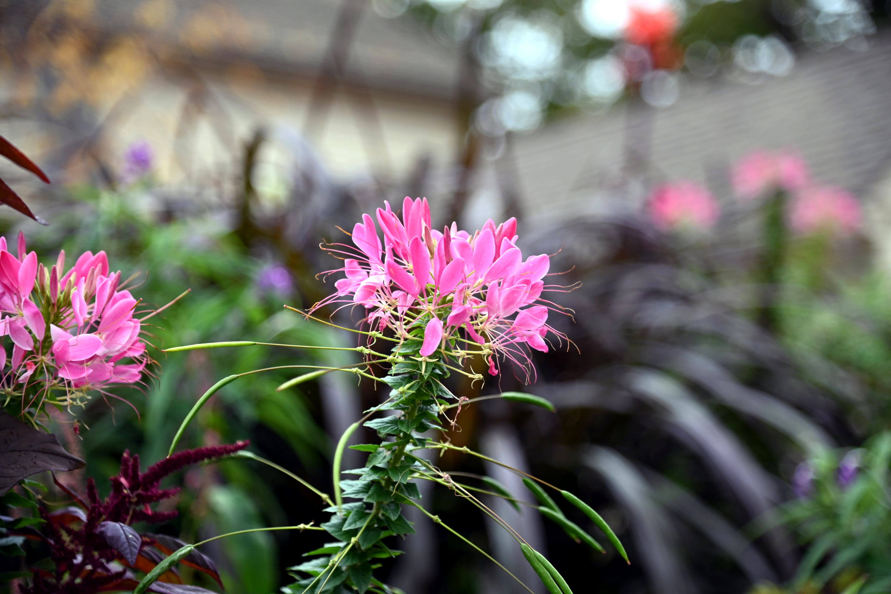 Spider flower macro