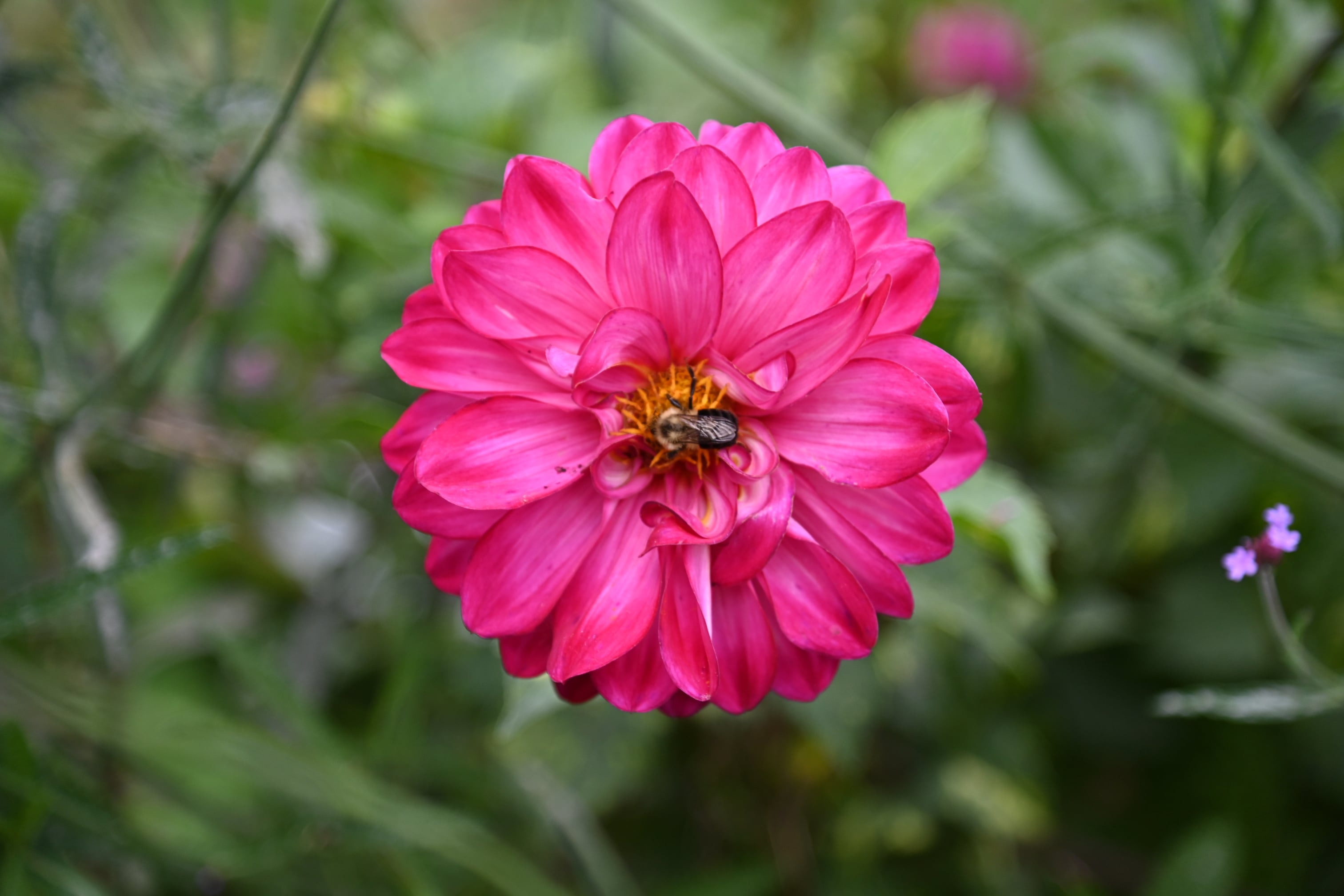 Zinnia bee macro